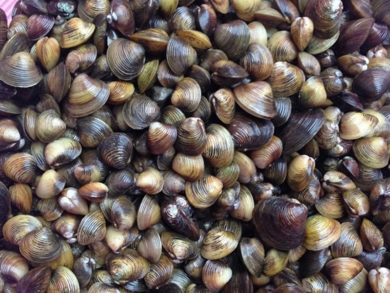 Hến có phải hải sản không? tìm hiểu về hến và giá trị dinh dưỡng